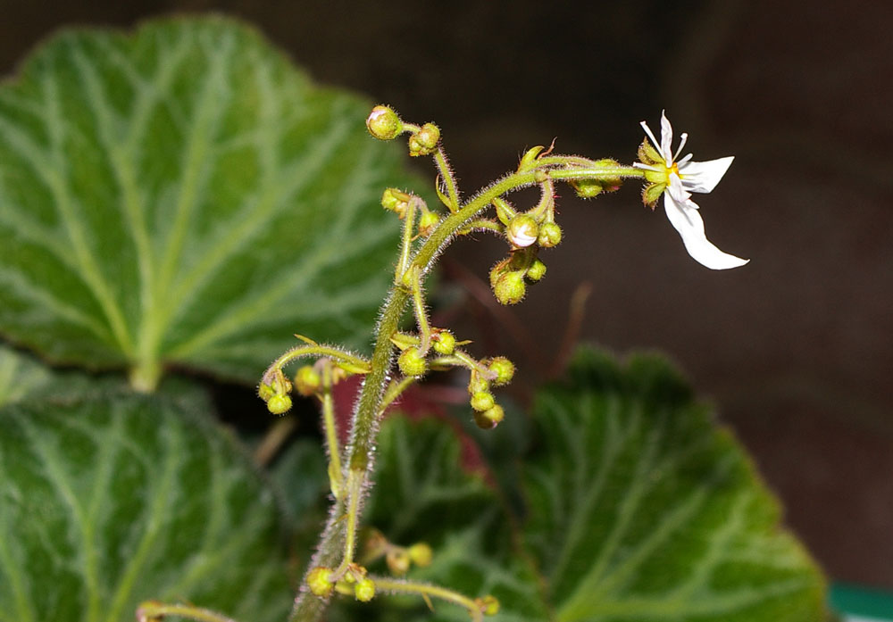 Saxifraga stolonifera (pianta coltivata) / Sassifraga stolonifera